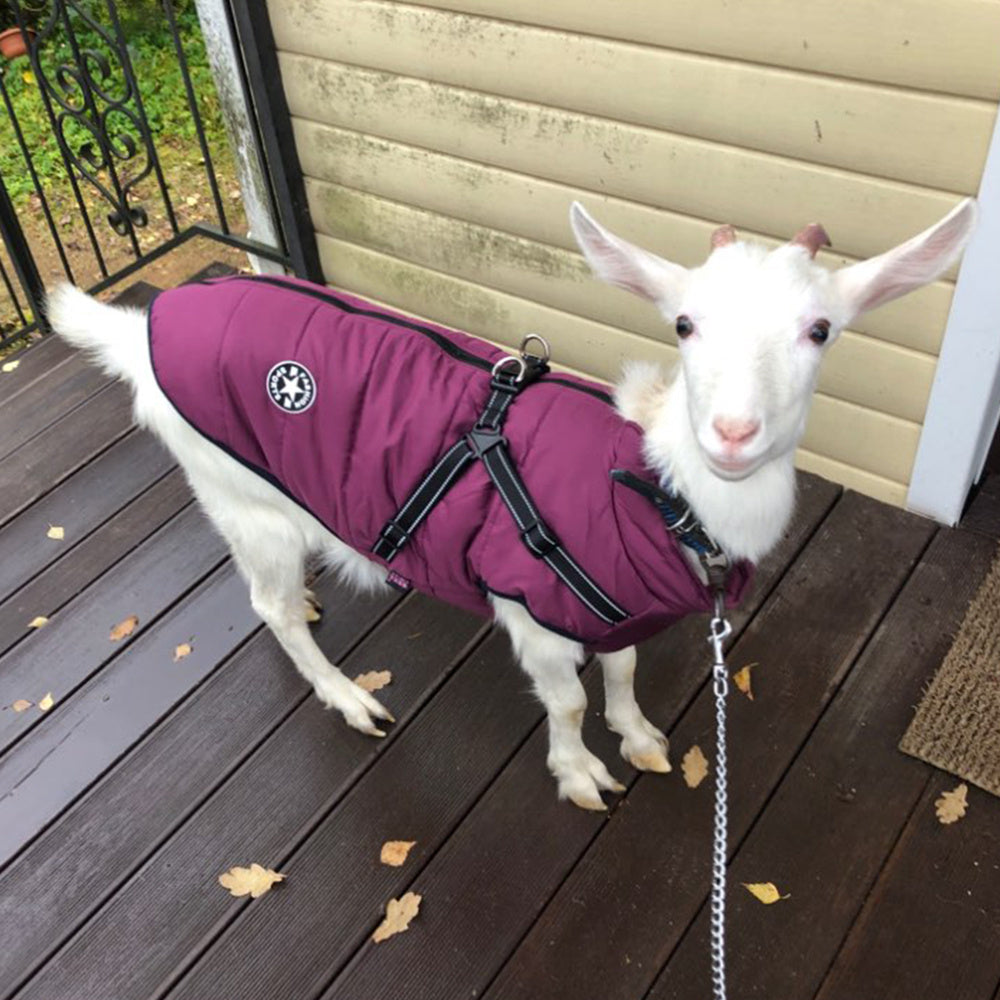 Manteau Imperméable pour Chien – Hiver, Chaud avec Harnais Intégré