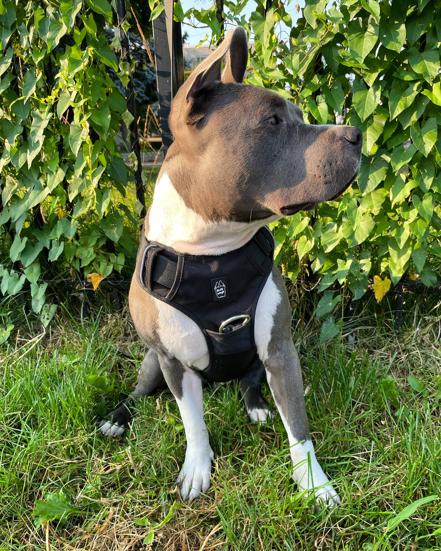 Harnais Quotidien Ultra Résistant pour Chien – Noir