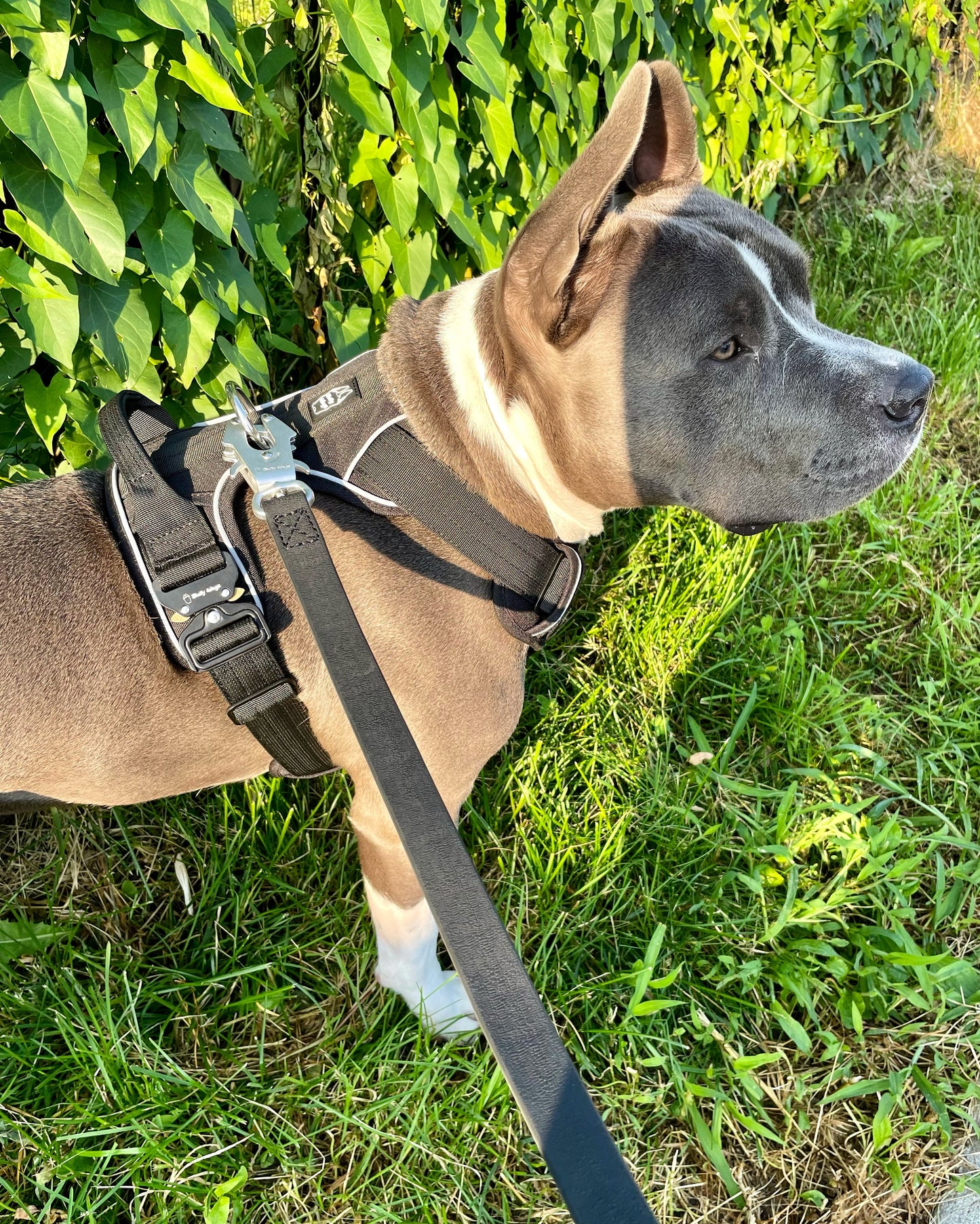 Harnais Quotidien Ultra Résistant pour Chien – Noir