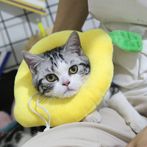 Collerette de Protection pour Chat – Anti-Léchage & Anti-Grattage