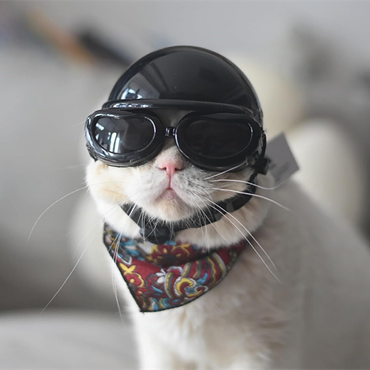 Ensemble Casque et Lunettes de Protection PACIOCEAN pour Petit Chien et Chat – Protection UV Ajustable (Taille S)