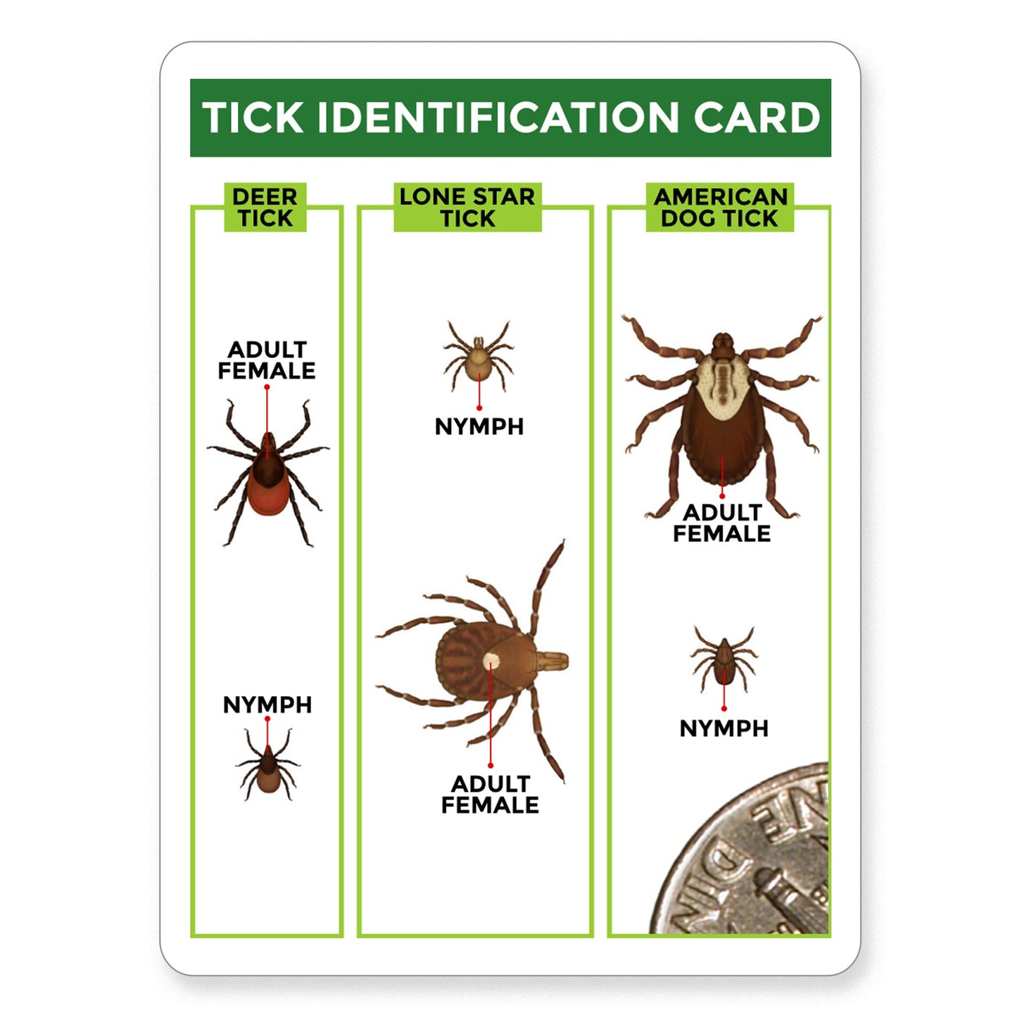 Kit de Retrait de Tiques TickCheck pour Chiens et Chats | Outils Sécuritaires + Identification