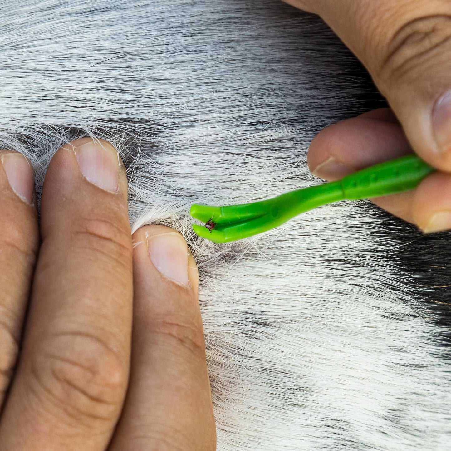 Kit de Retrait de Tiques TickCheck pour Chiens et Chats | Outils Sécuritaires + Identification