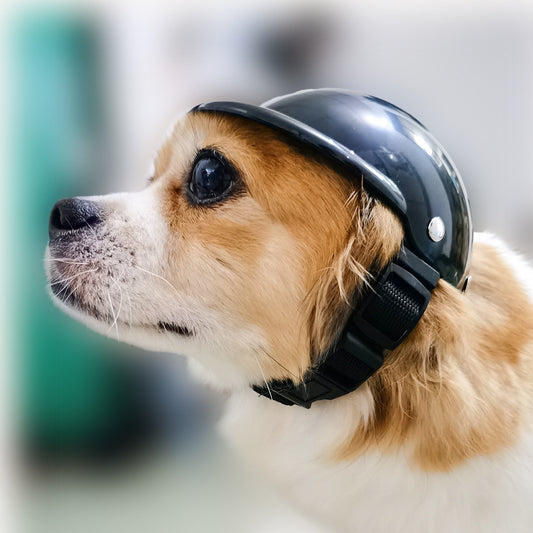 Casque Moto Mignon pour Chien & Chat – Pet Helmet Ajustable et Stylé