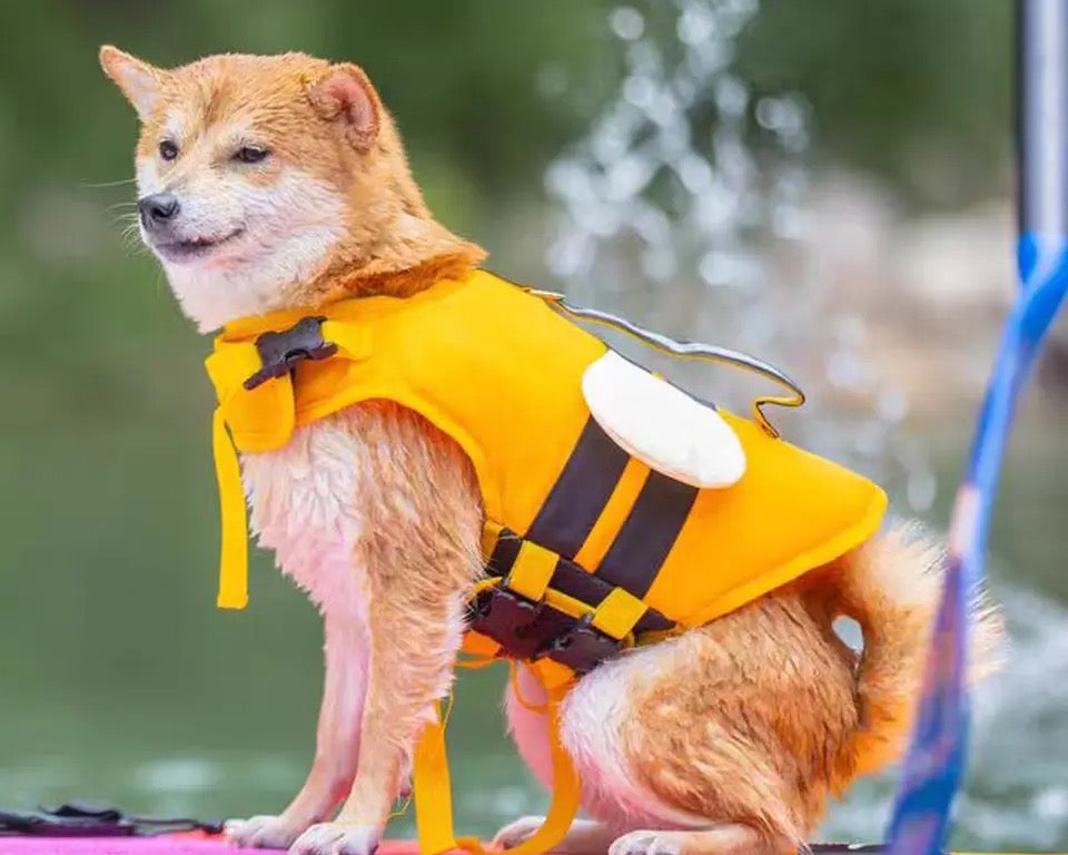 Veste de sauvetage BumbleBee pour chien | Gilet de flottaison jaune et noir