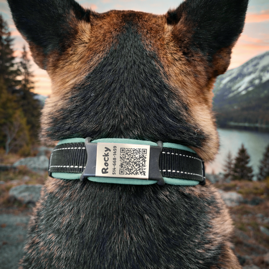Médaille intelligente pour chien et chat avec code QR | Sans abonnement