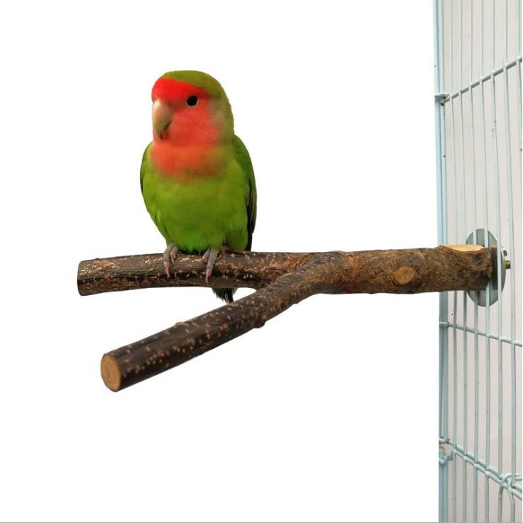 Anneau tressé en bois de pommier pour oiseaux – Jouet suspendu naturel à mâcher et perchoir décoratif