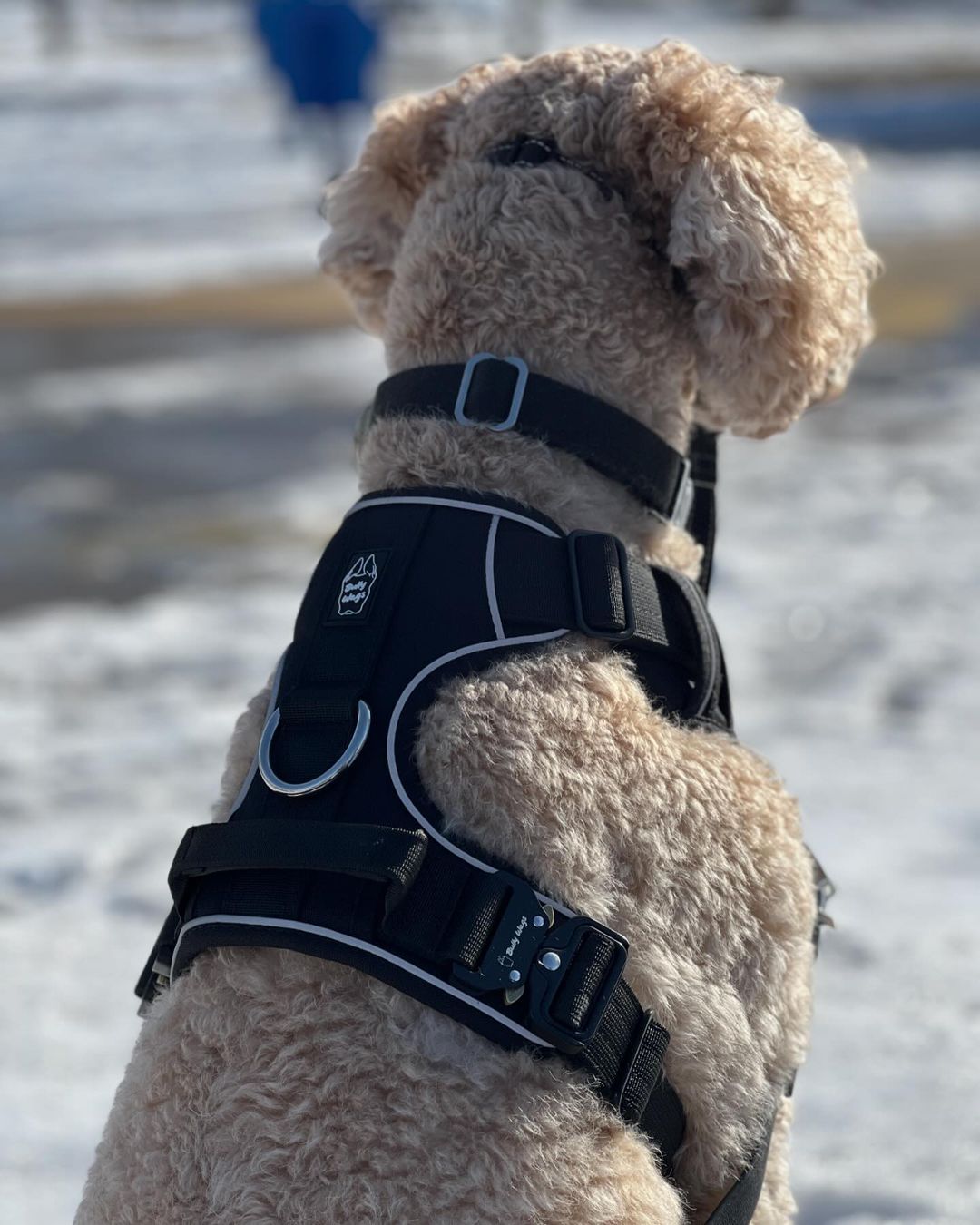 Harnais Quotidien Ultra Résistant pour Chien – Noir