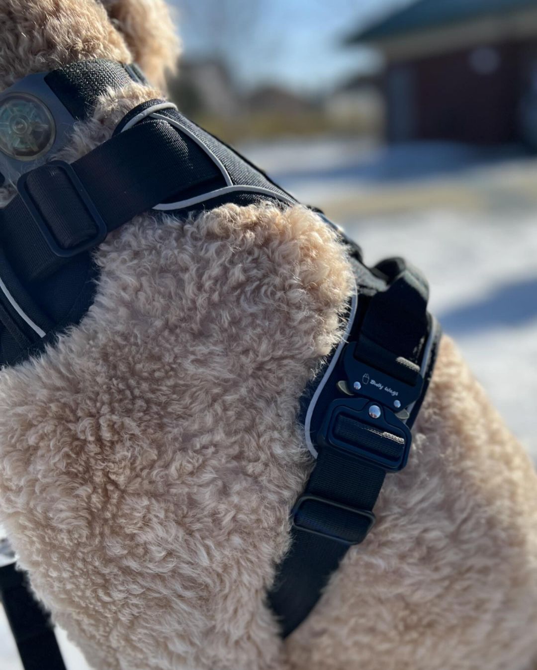 Harnais Quotidien Ultra Résistant pour Chien – Noir