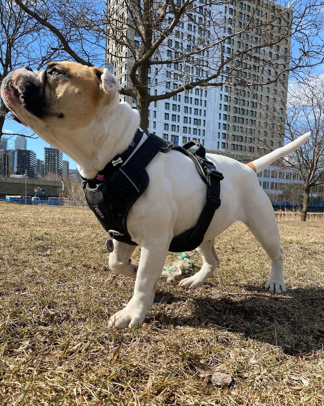 Harnais Quotidien Ultra Résistant pour Chien – Noir
